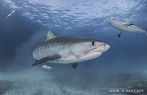 Tiger Shark with some Reef Shark buddies
Tiger Beach, Ba... by Ken Kiefer 